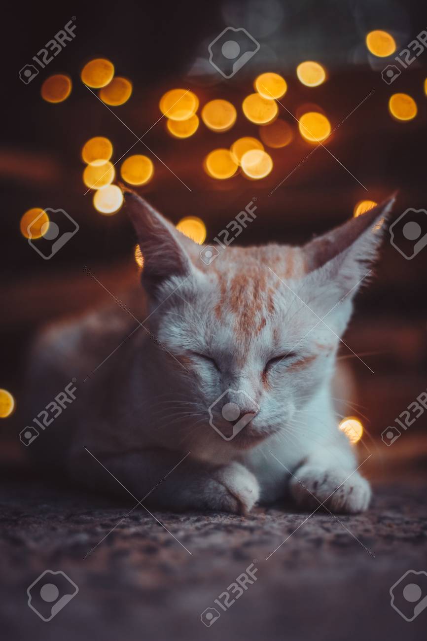 etiam-dictum-ipsum-a-felis