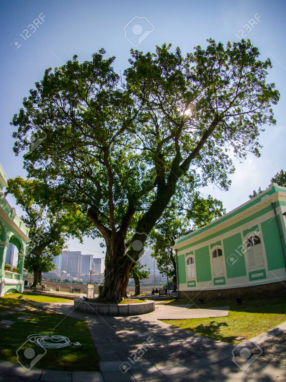 etiam-dictum-ipsum-a-felis