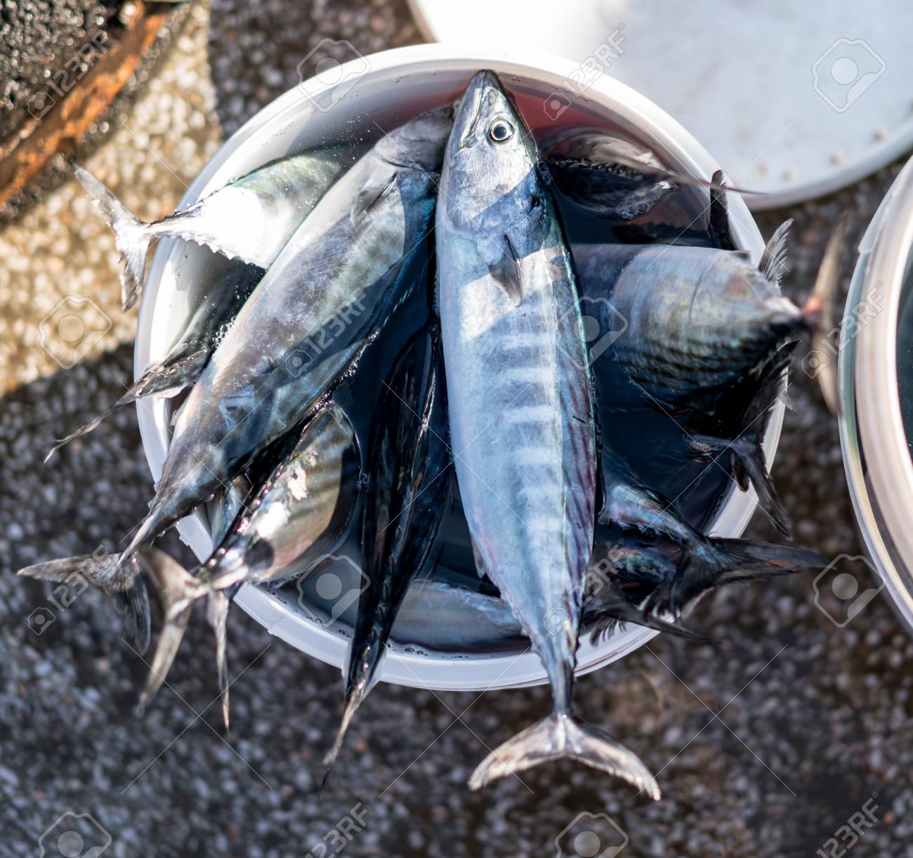 Seau En Plastique De Poisson Pêché Par Le Pêcheur. Banque D Seau Gris Illustration Raster Plein De Poisson Frais Et