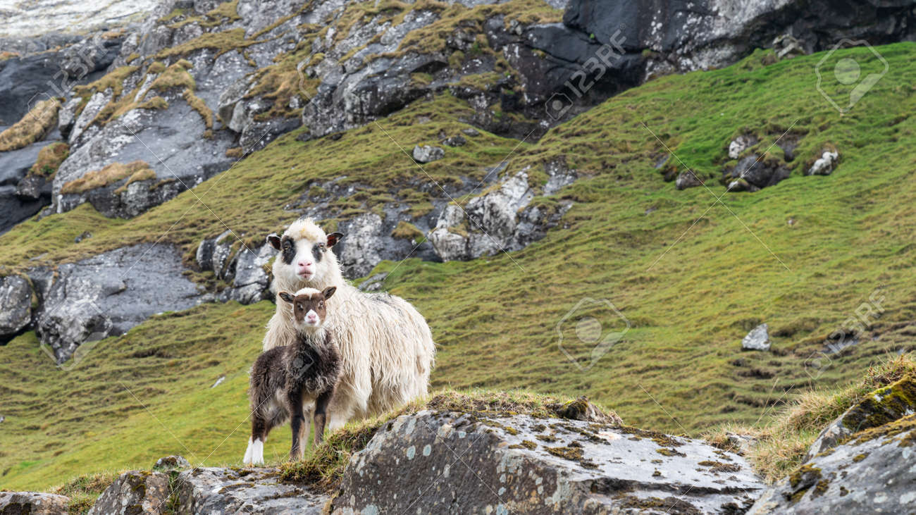 Wildlife in the Faroe Islands. Sheep on Vagar island. Faroe Islands. Denmark. Europe. - 164385828 Wildlife in the Faroe Islands. Sheep on Vagar island. Faroe Islands. Denmark. Europe. - 164385828