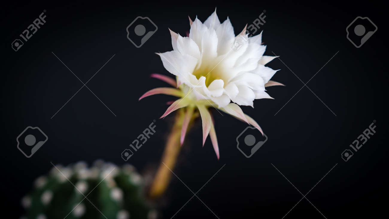 Beautiful cactus flower isolated on black background with field of depth. Copy space - 170682390 Beautiful cactus flower isolated on black background with field of depth. Copy space - 170682390