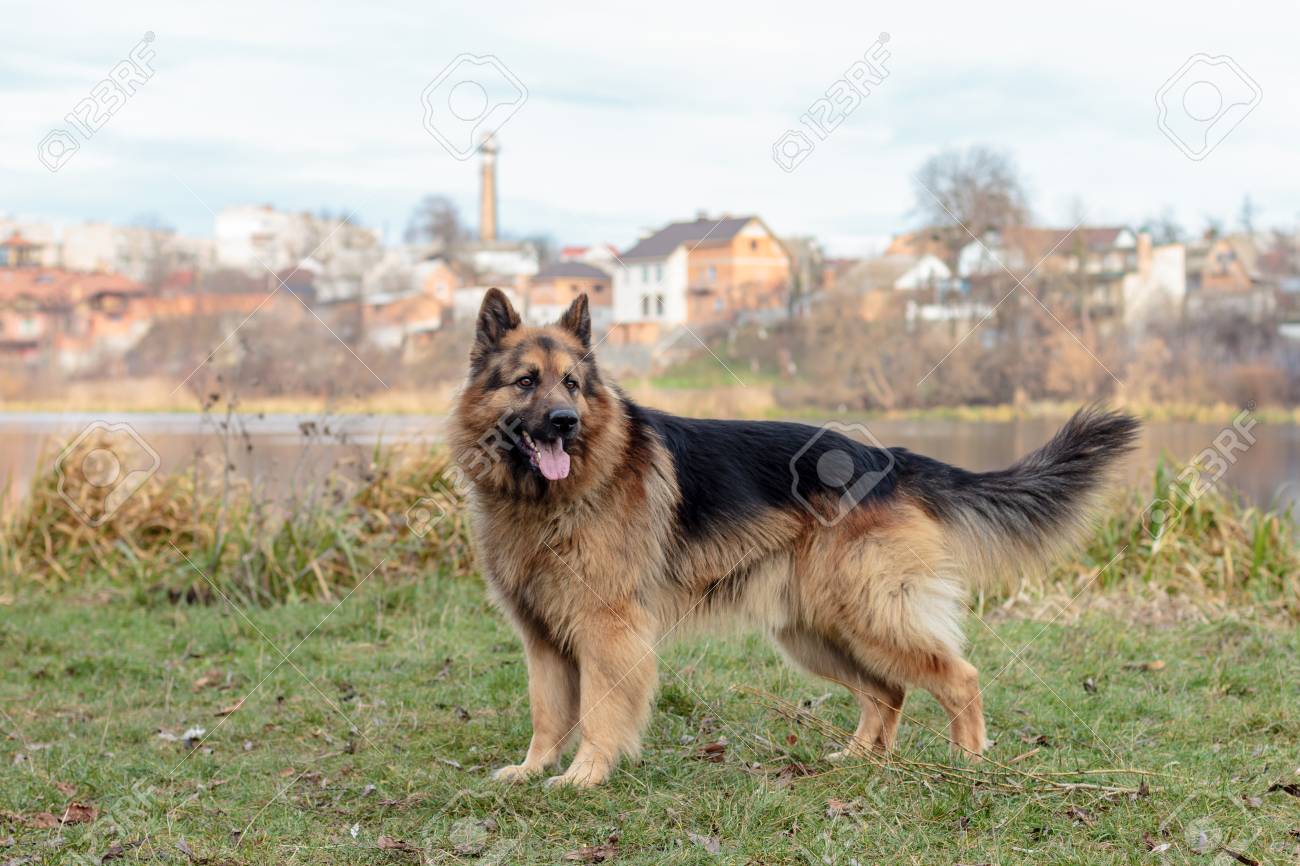 true german shepherd