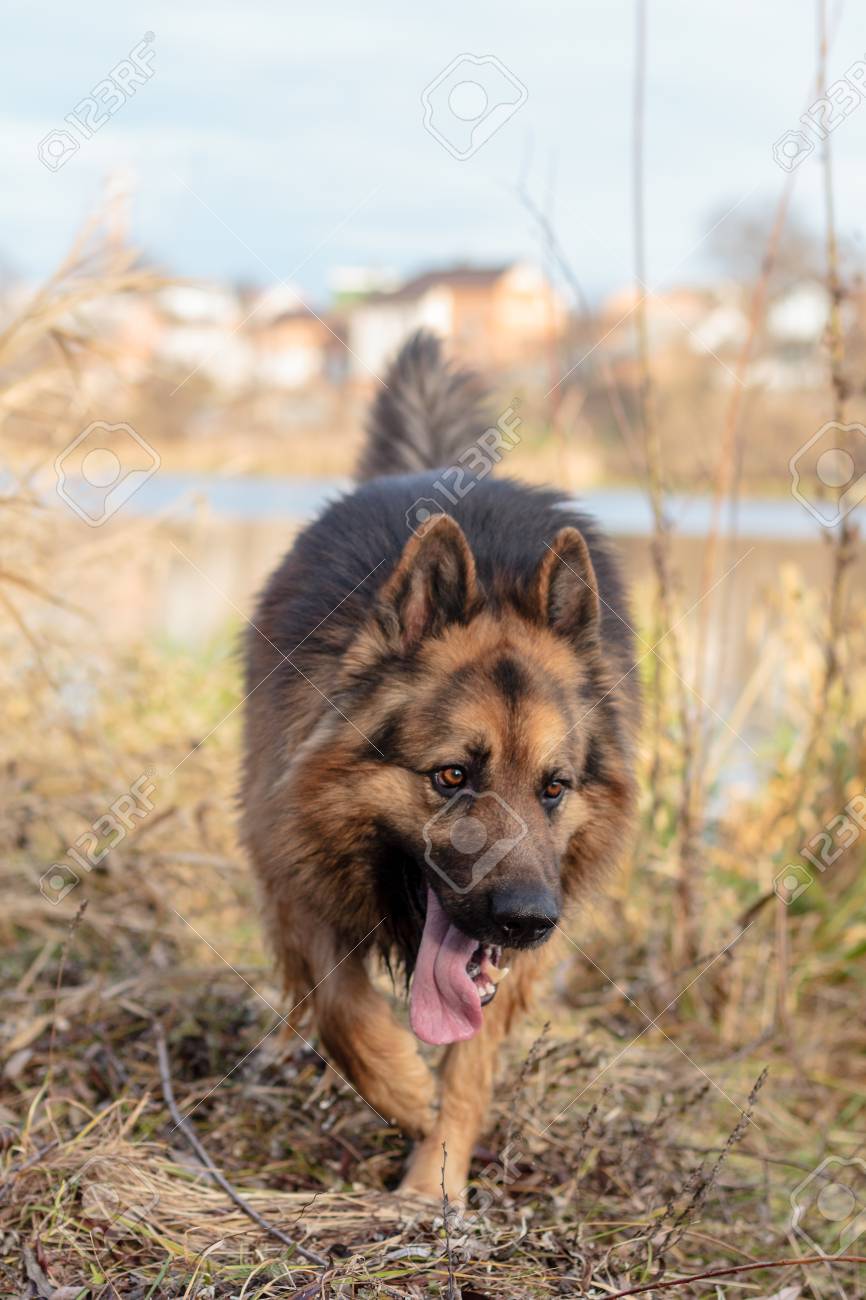 true german shepherd