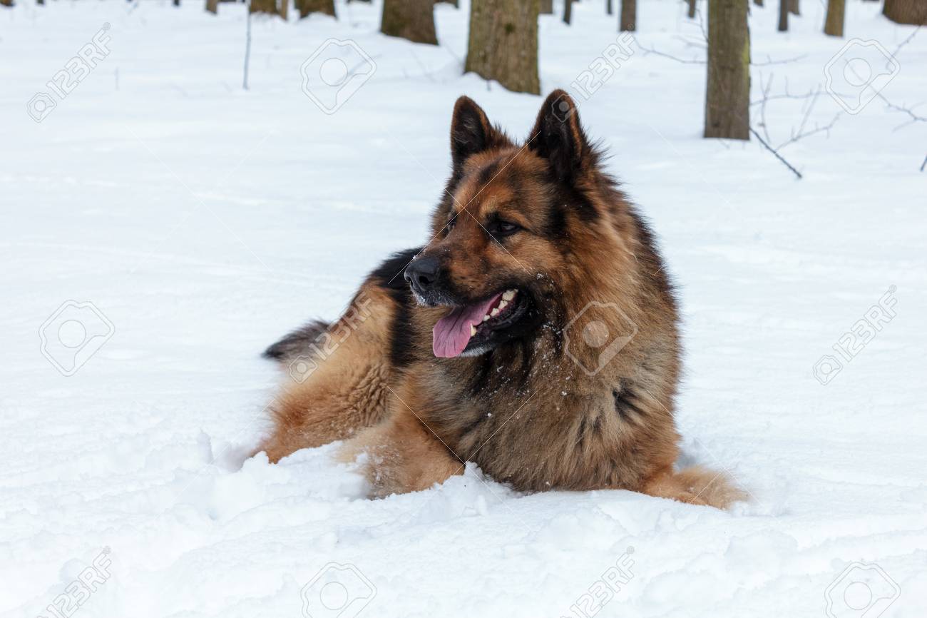 true german shepherd