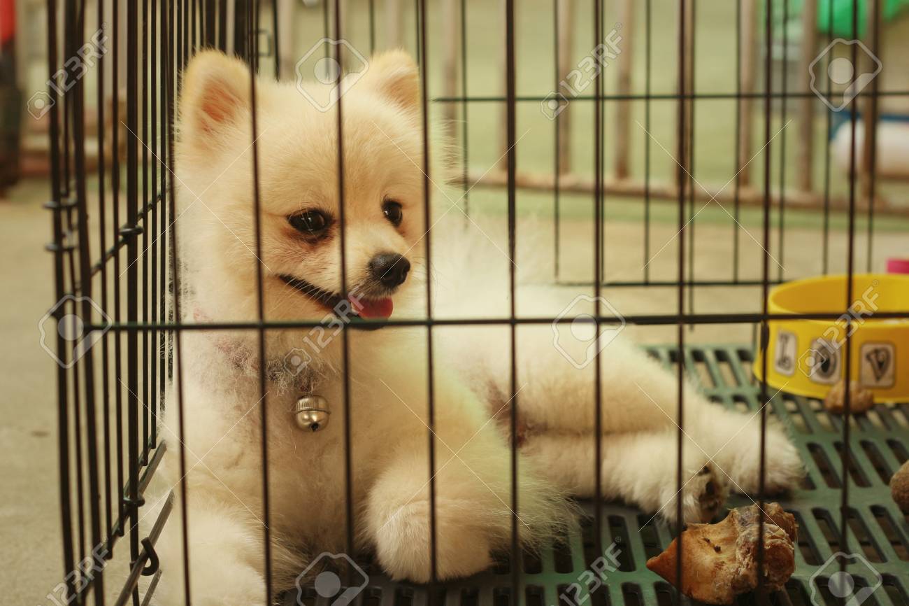 pomeranian cage