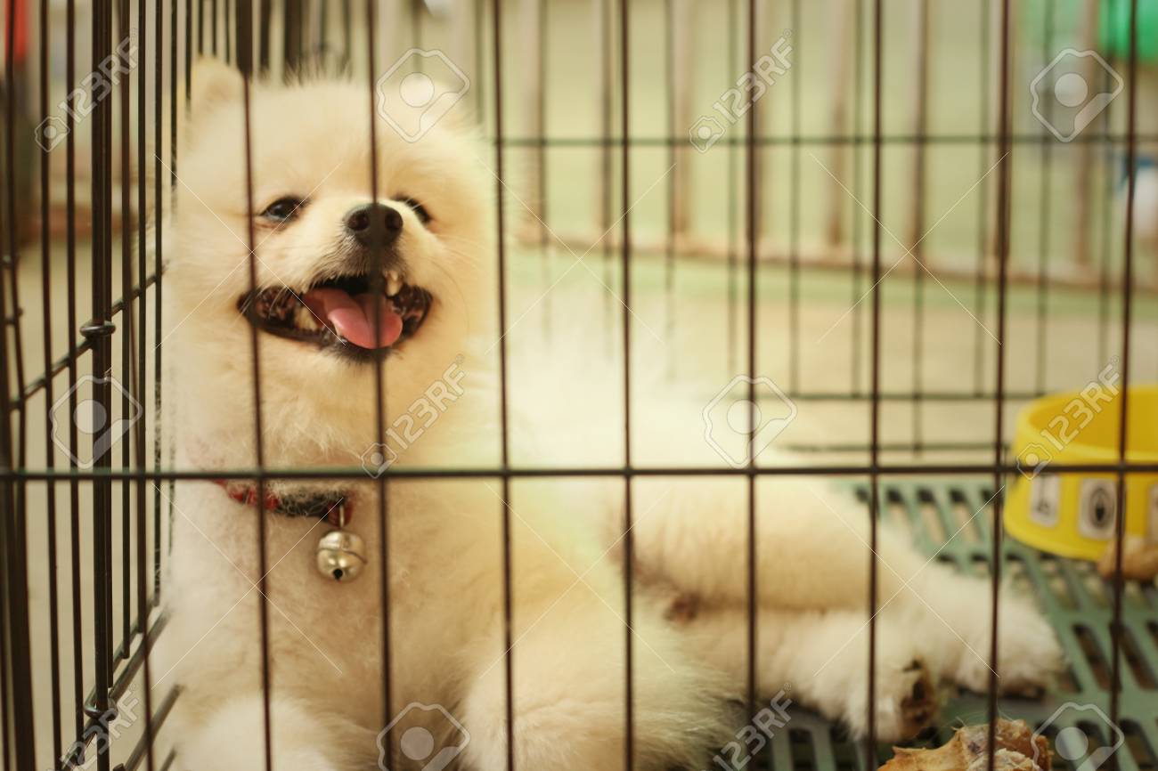 pomeranian cage
