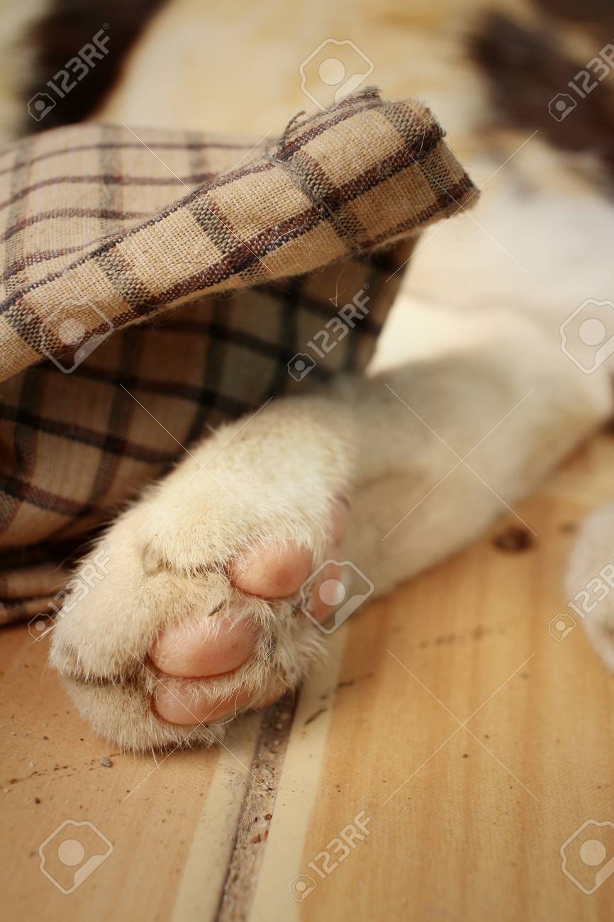 etiam-dictum-ipsum-a-felis