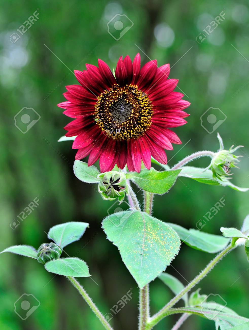 black and purple sunflower