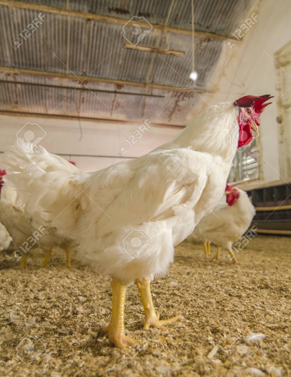 etiam-dictum-ipsum-a-felis