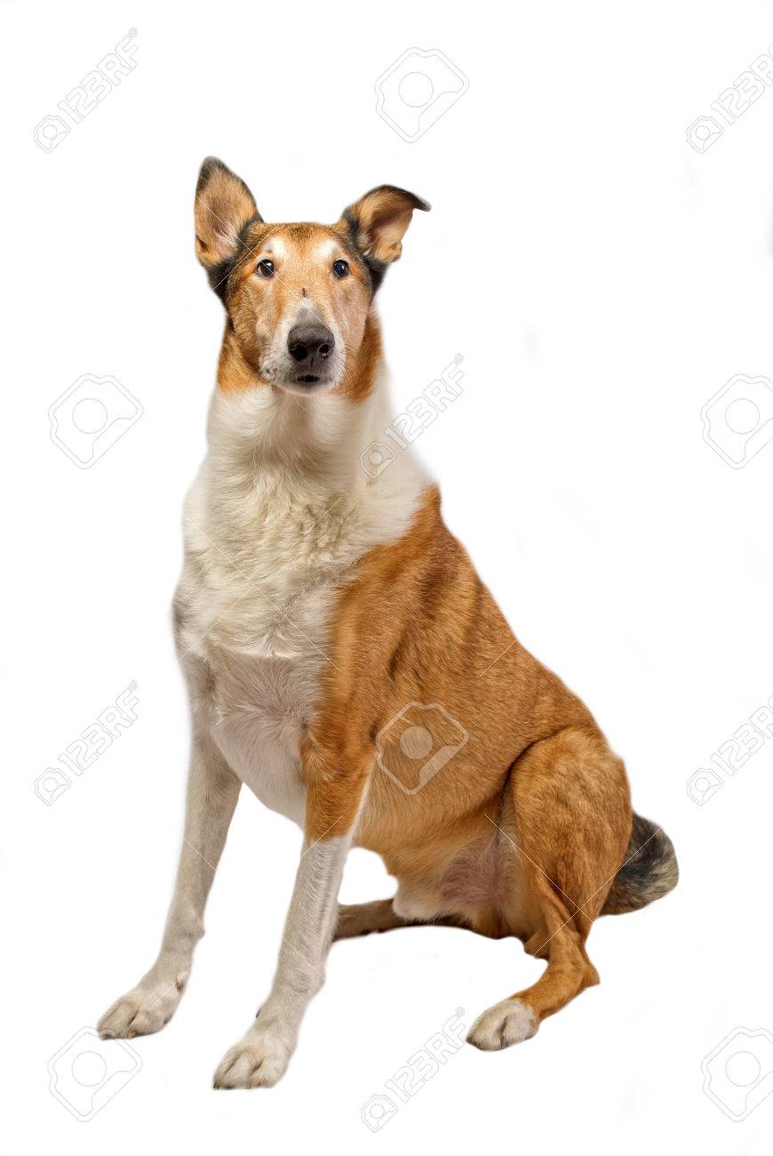 smooth haired collie
