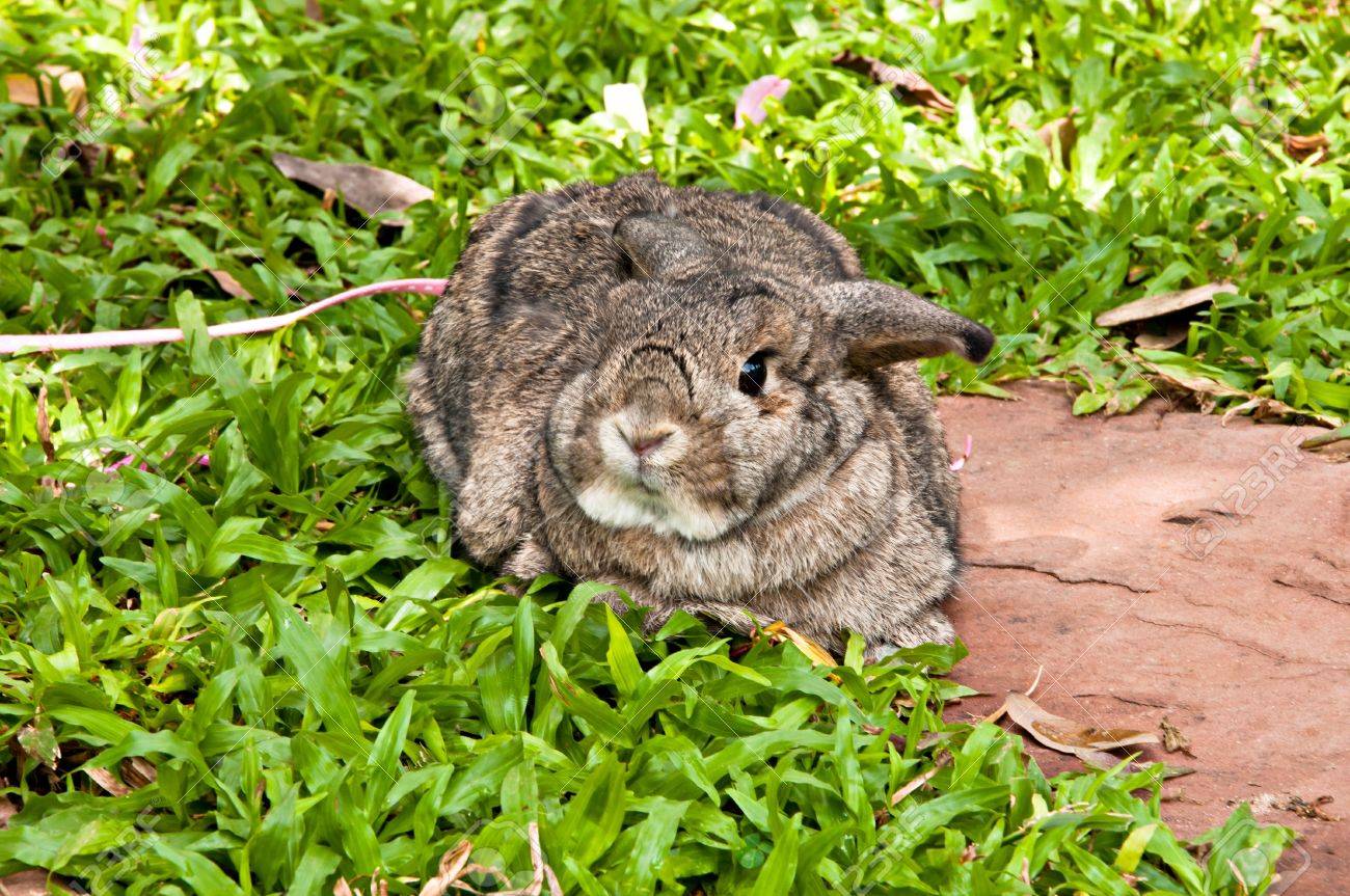栗 媒体茶色色 庭でウサギをホーラン ドロップ 1 の写真素材 画像素材 Image