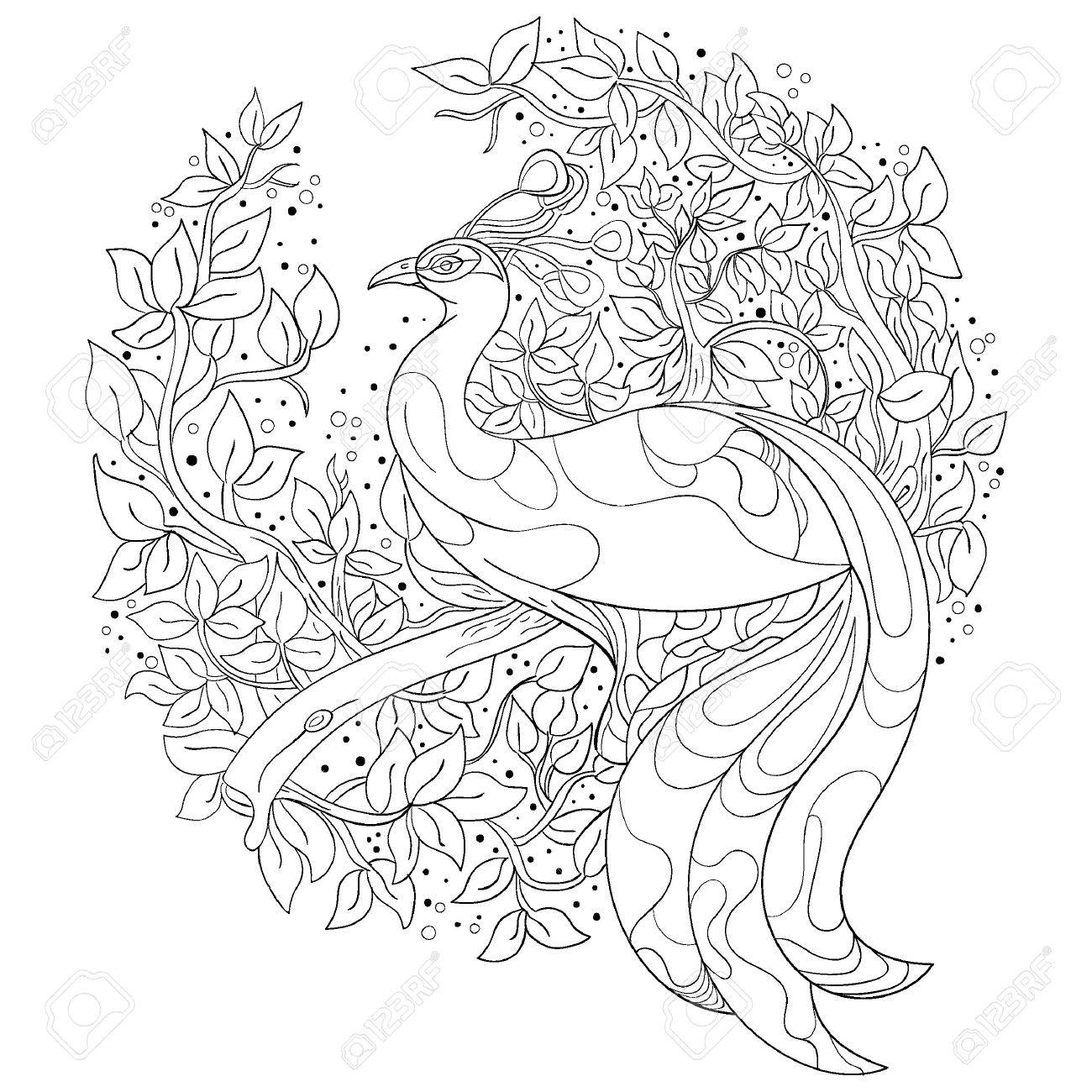 9000 Coloring Book Pictures Of Peacocks Best HD