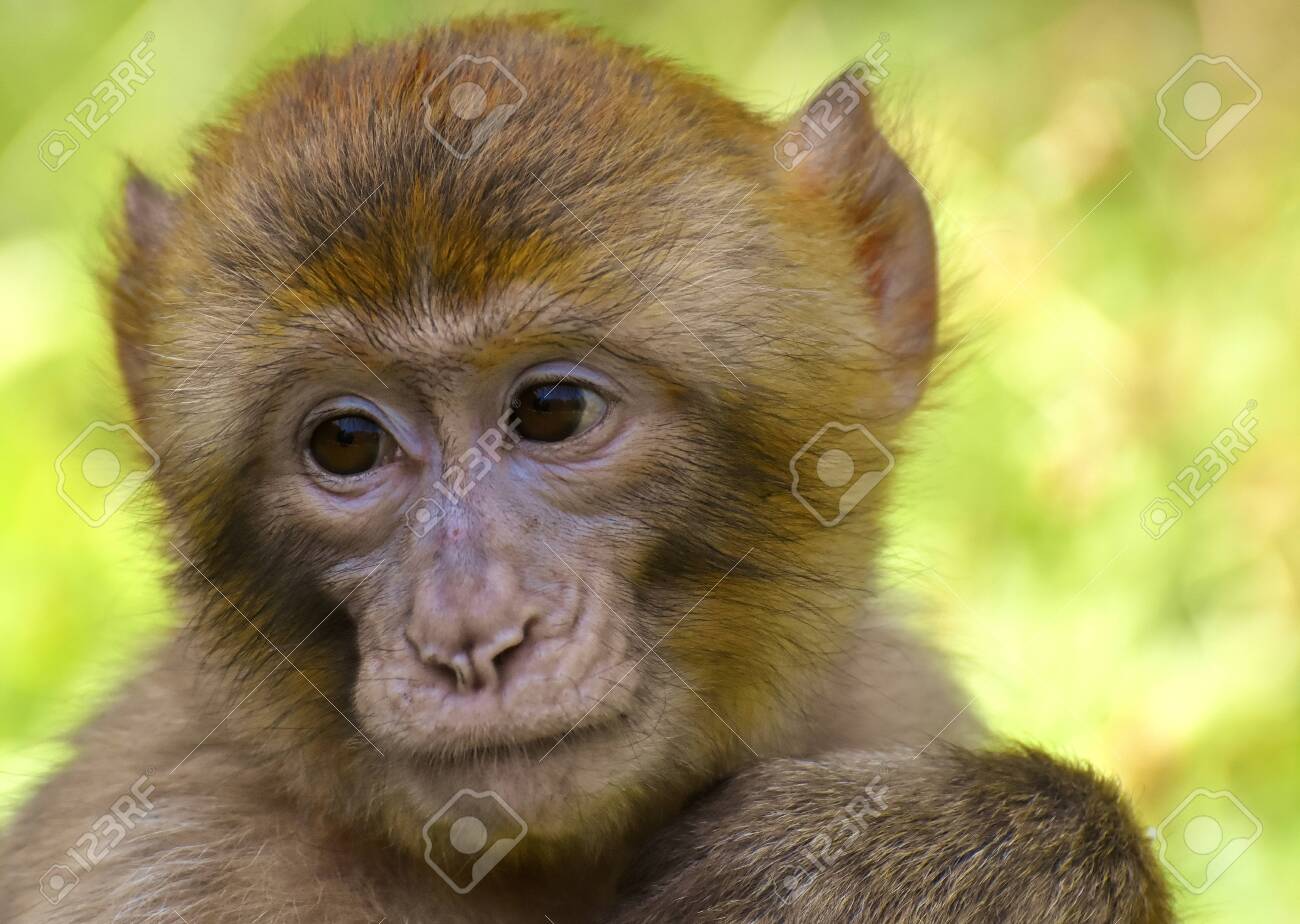 Small Cute Baby Monkey In The Forest Stock Photo Picture And Royalty Free Image Image Small Cute Baby Monkey In The Forest Stock Photo Picture And Royalty Free Image Image