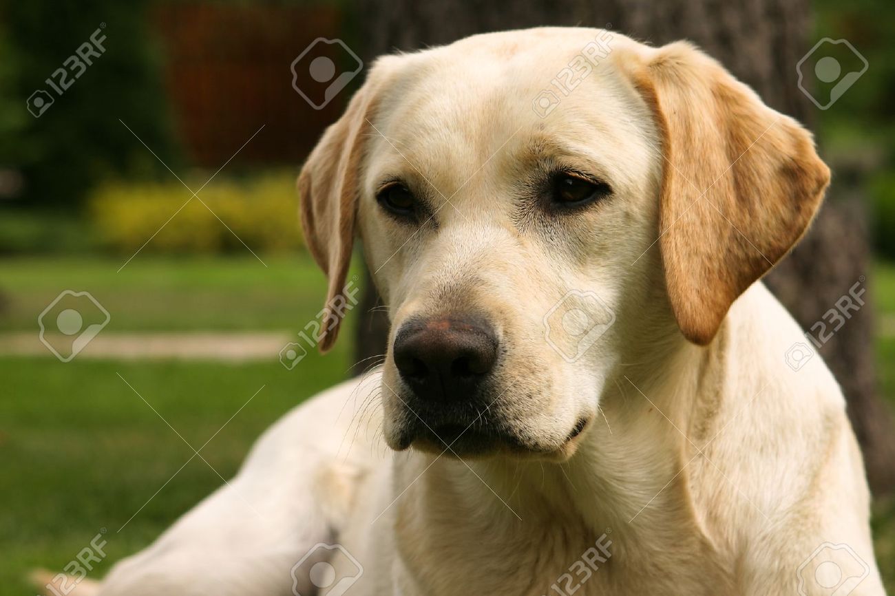 yellow labrador