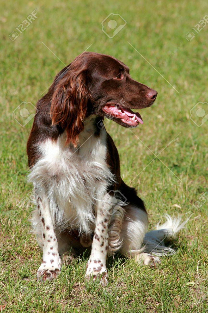 munsterlander pointer