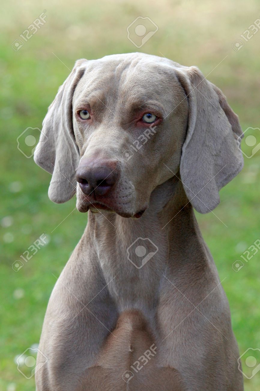 Portrait Of Weimaraner Short Haired Dog Stock Photo Picture And