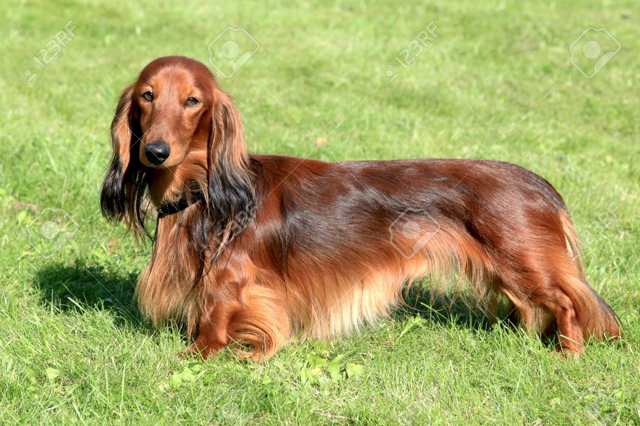 long haired red dog