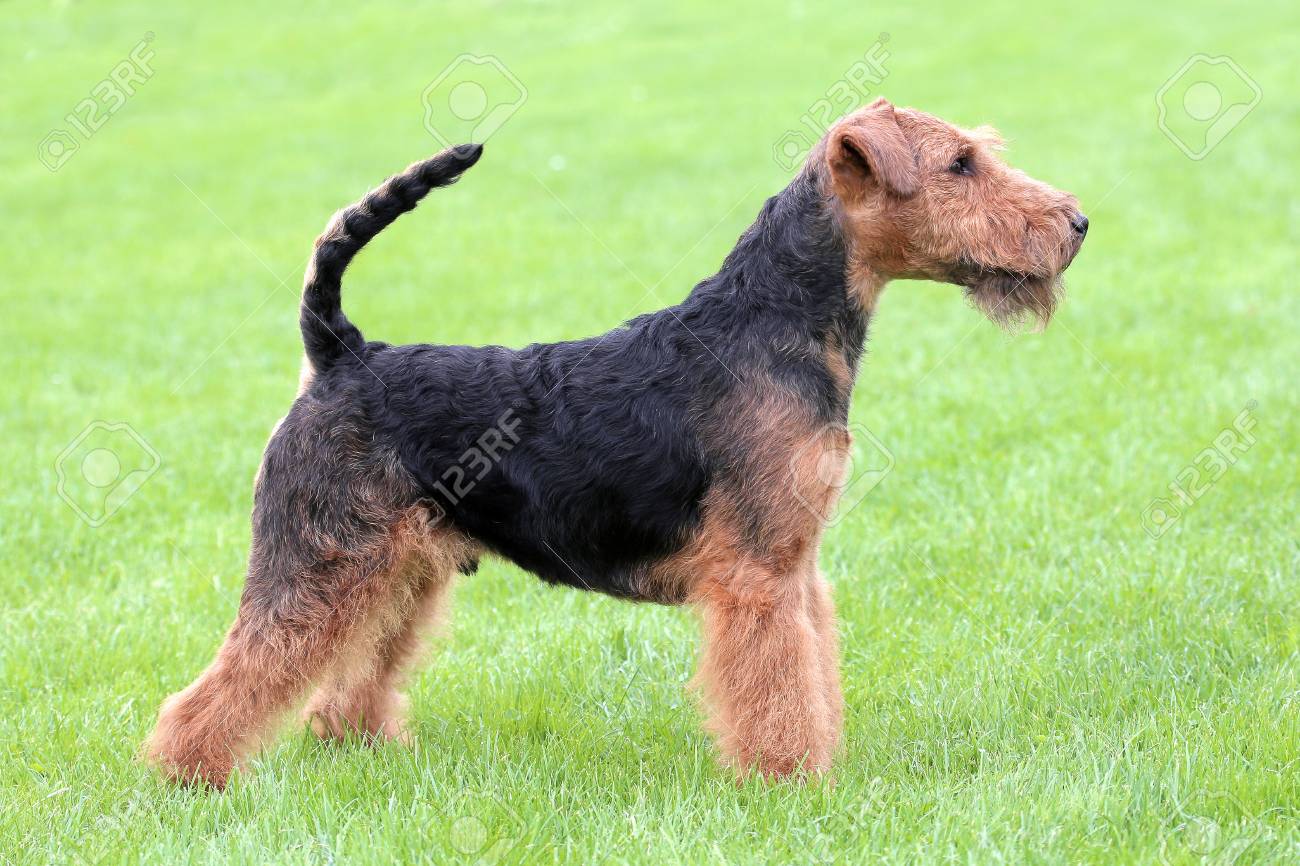 Show Position Welsh Terrier Dog On A Green Grass Stock Photo Picture And Royalty Free Image Image 33944877
