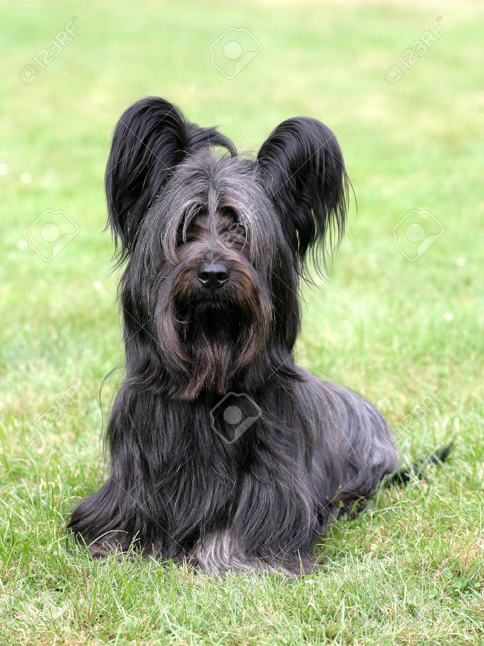 black skye terrier