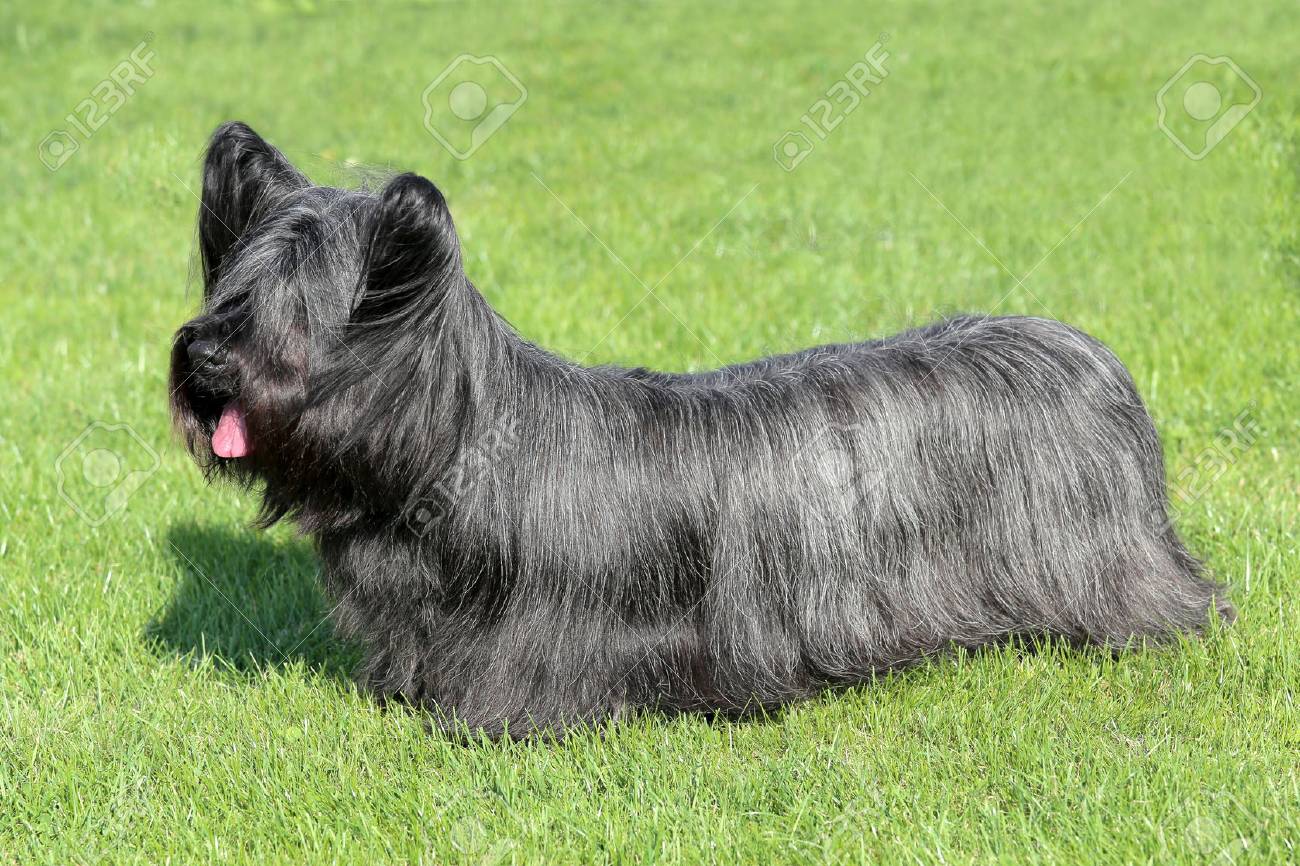 black skye terrier