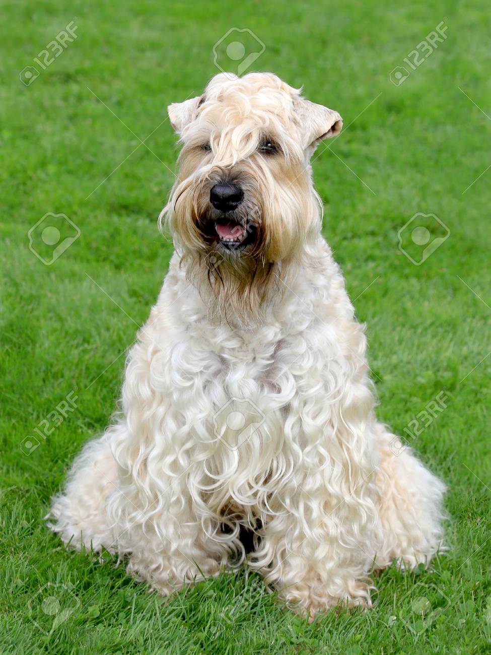 Irish soft coated wheaten terrier olx Clearance