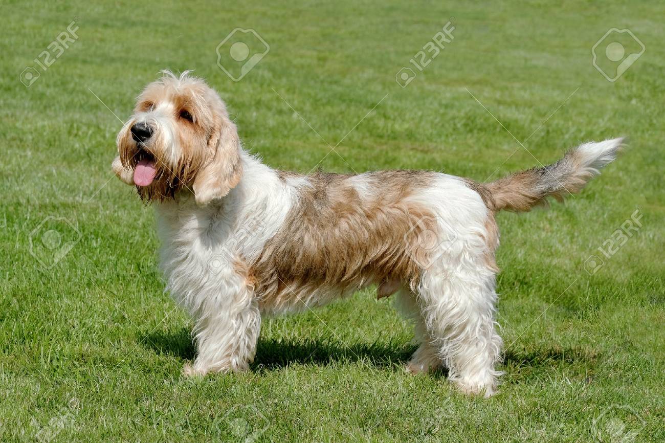 typical petit basset griffon vendeen in the spring garden stock