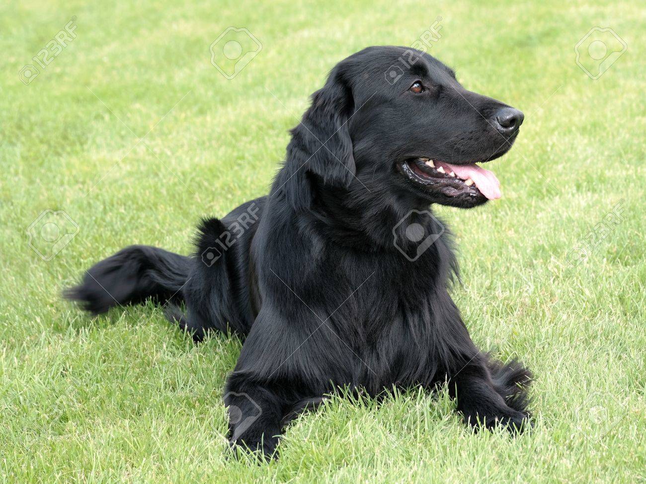 smooth coat retriever