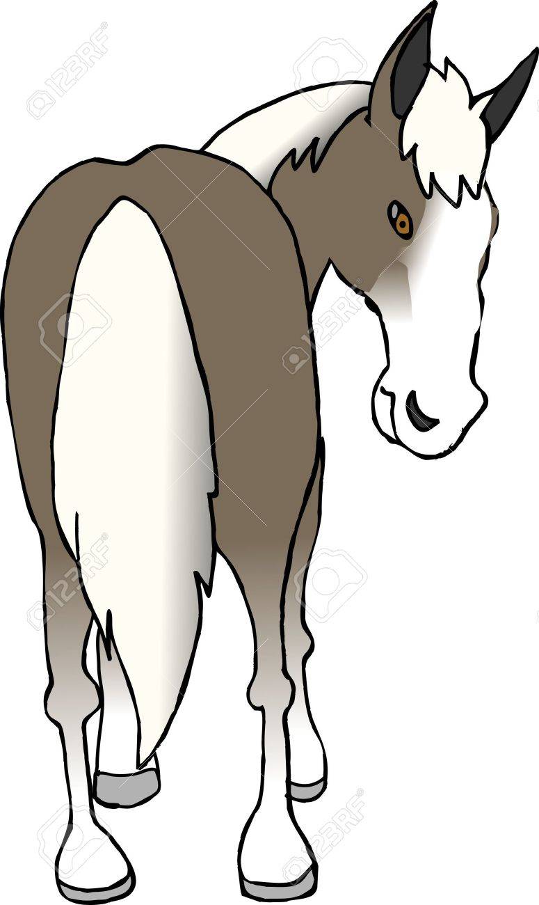 馬のお尻 の写真素材 画像素材 Image 3817