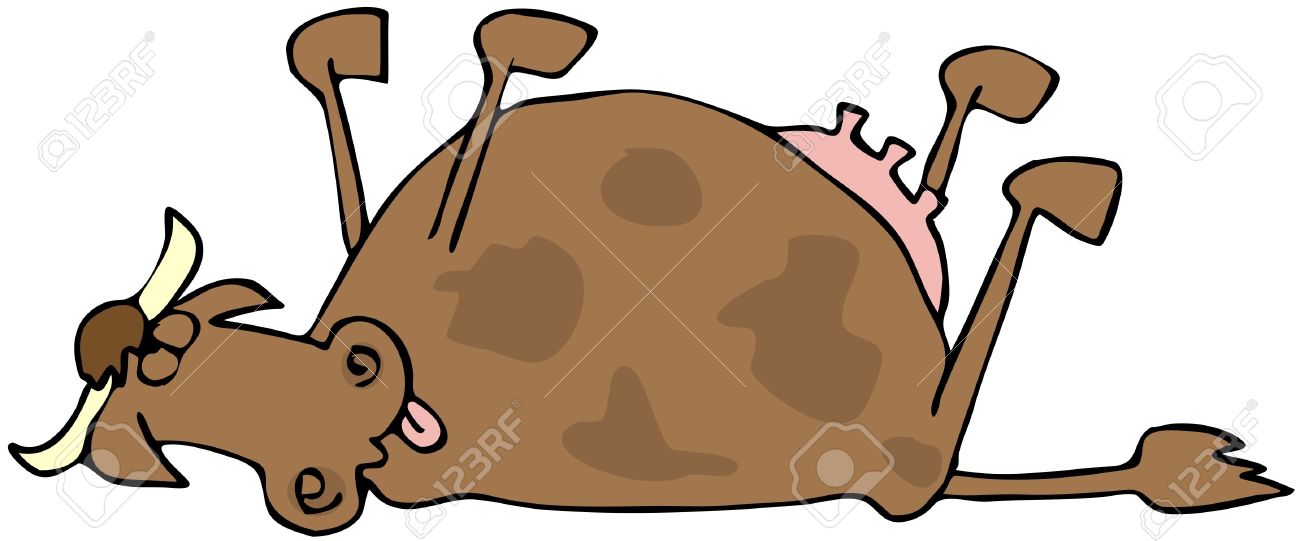 Dead Cow Stock Photo, Picture And Royalty Free Image. Image 7940236.