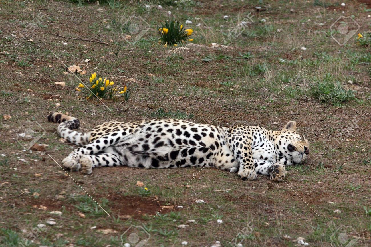 cheetah sleeping at zoo stock photo picture and royalty free image