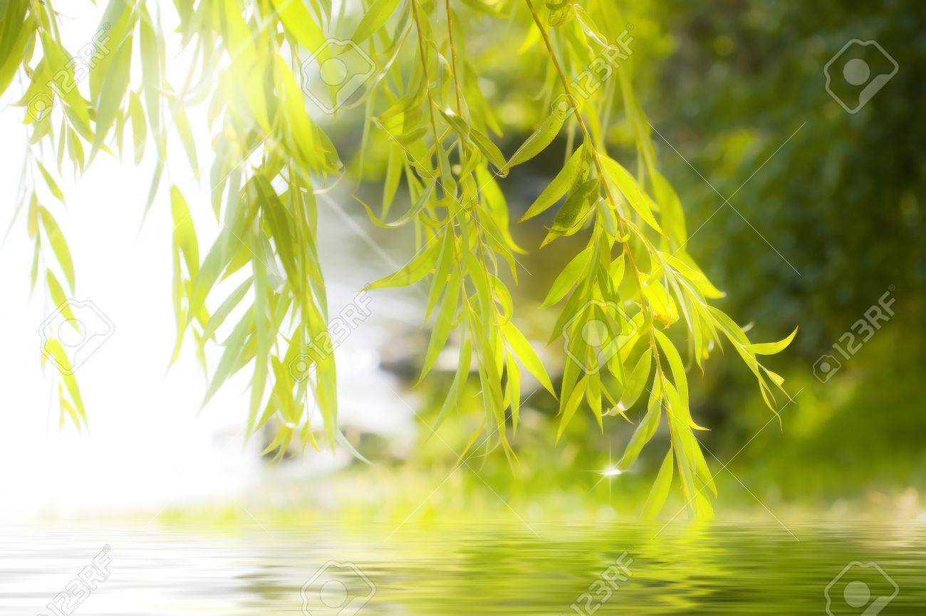 キラキラと水の葉の反射 の写真素材 画像素材 Image