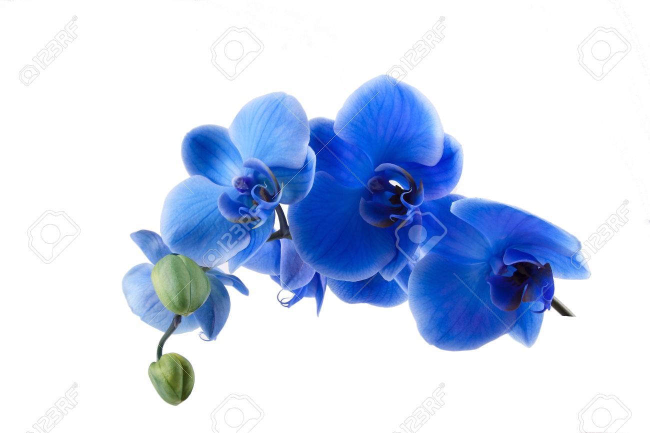 bouquet of blue orchid isolated on white background - 19986668 bouquet of blue orchid isolated on white background - 19986668