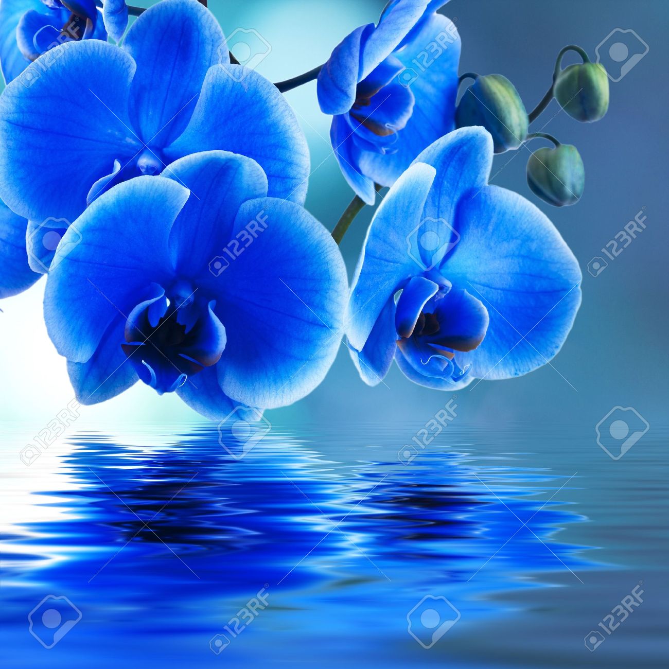 Fond D Orchidee Bleu Avec Reflet Dans L Eau Banque D Images Et Photos Libres De Droits Image Fond D Orchidee Bleu Avec Reflet Dans L Eau Banque D Images Et Photos Libres De Droits Image