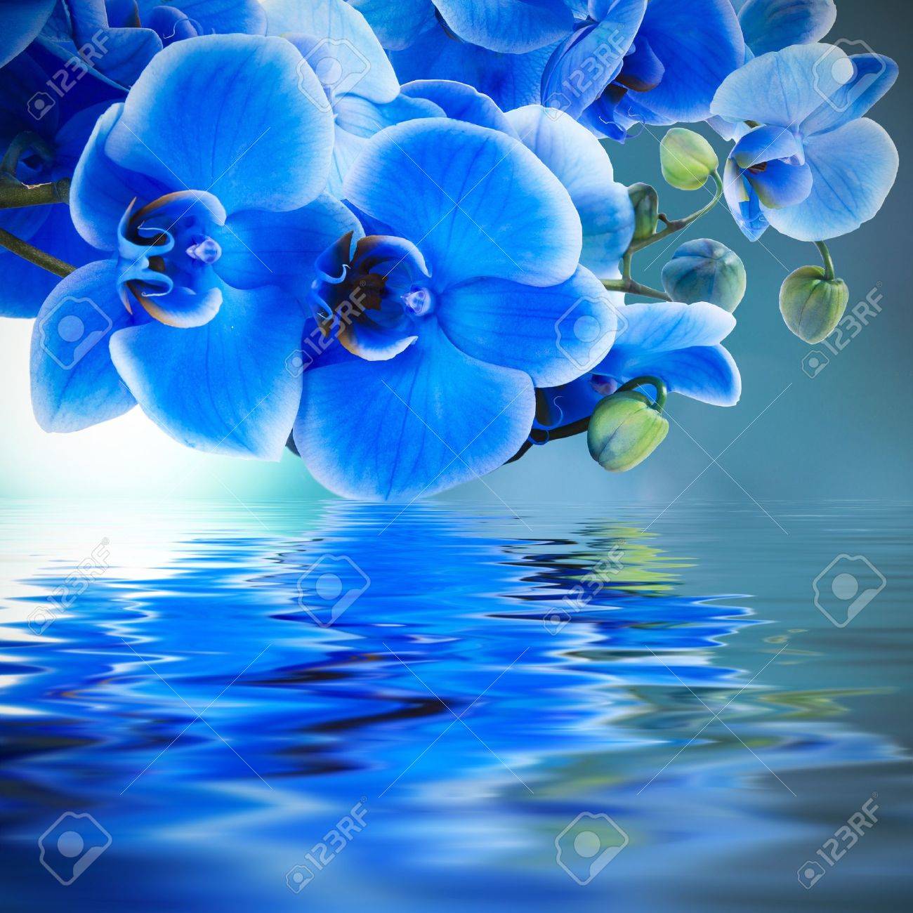 Fond D Orchidee Bleu Avec Reflet Dans L Eau Banque D Images Et Photos Libres De Droits Image Fond D Orchidee Bleu Avec Reflet Dans L Eau Banque D Images Et Photos Libres De Droits Image