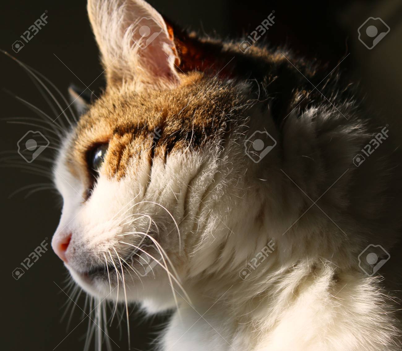 Side On Portrait Of Head Of Handsome Male Cat With Tabby Markings Of Browns And White