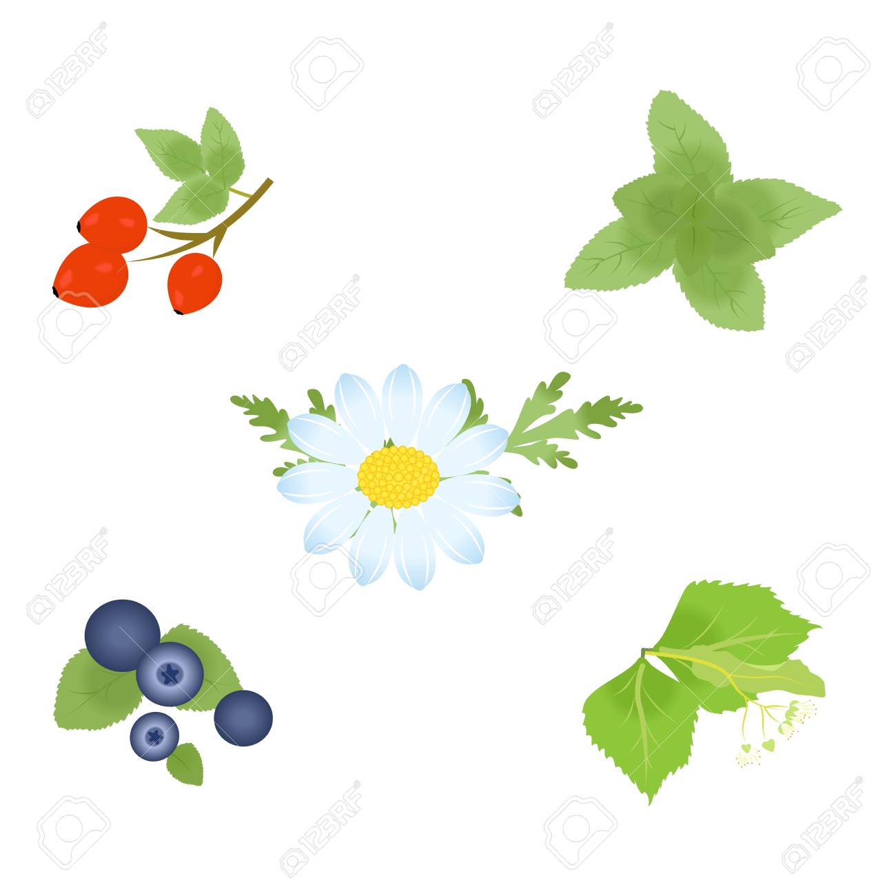 What are useful plants for humans What are useful plants for humans