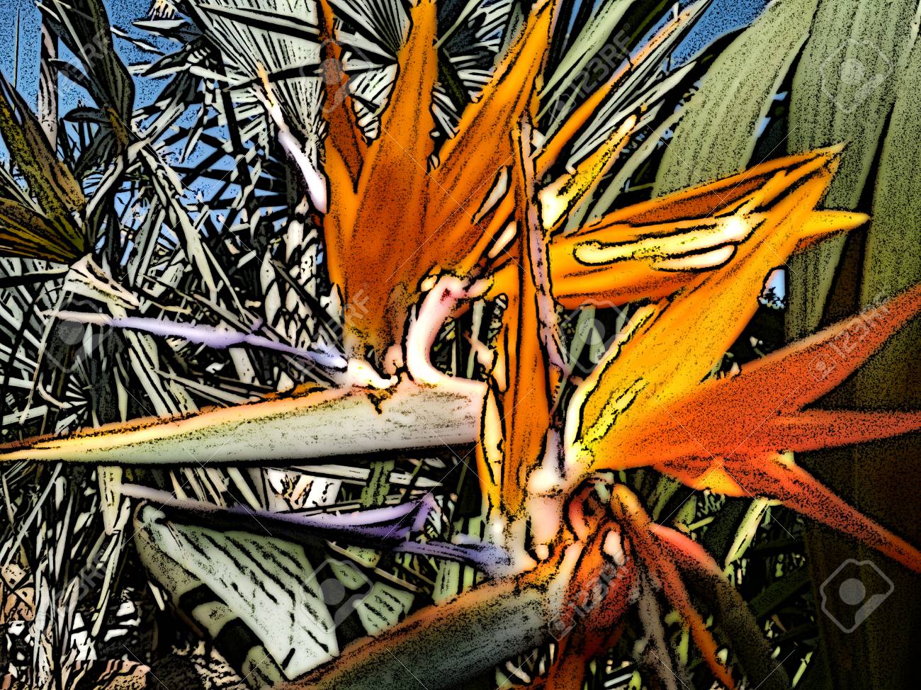 Strelitzia Ou Oiseau De Paradis Nom Scientifique Strelitzia Reginae Est Une Plante Herbacée Rhizomateuse Vivace