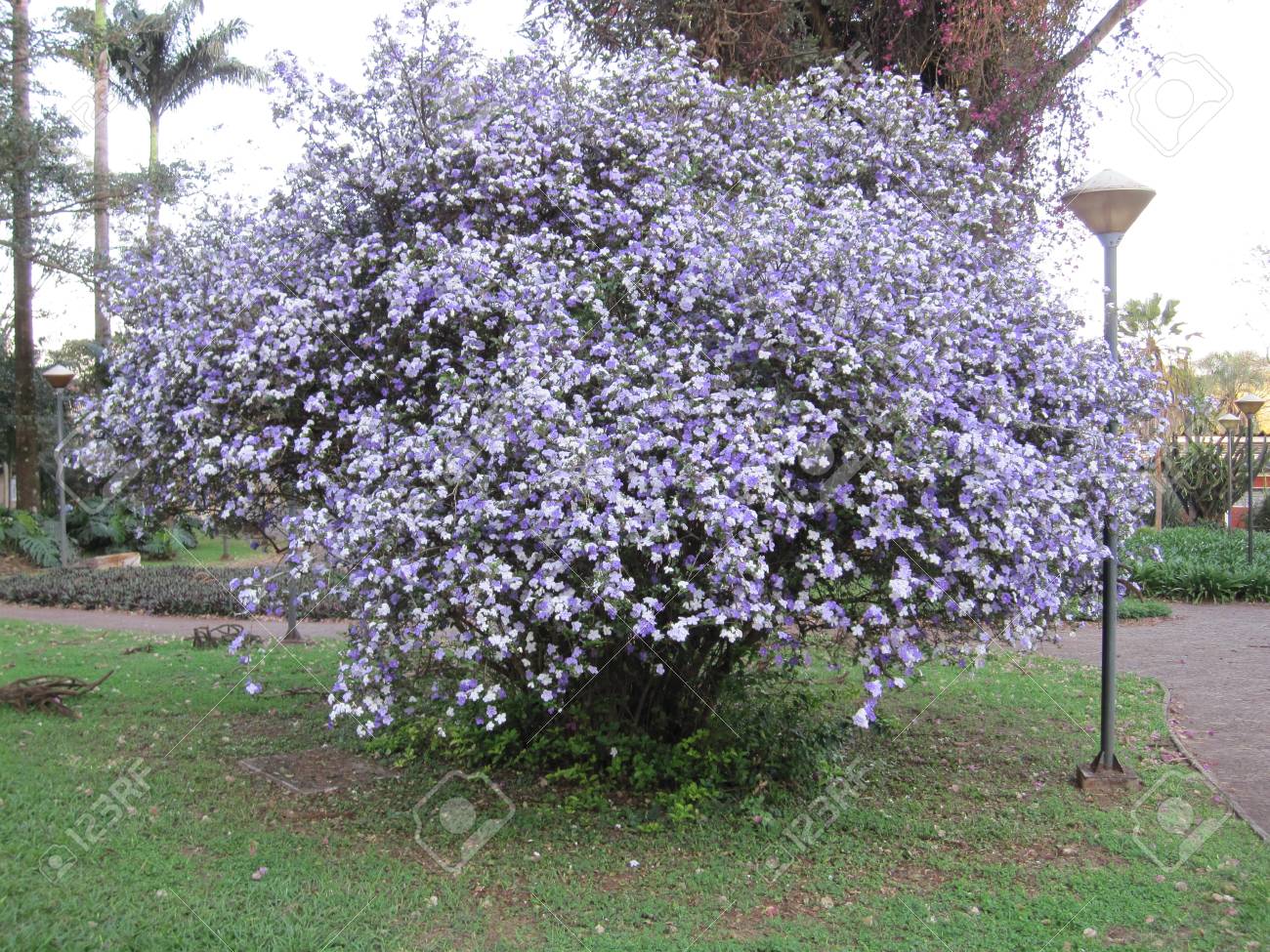 マナカの木 水銀 ロミオとジュリエット 朝昼と夜 一日昼夜 昨日今日と明日 高貴な紫色の Brunfelsia 木 ベラ ユニオン 夜 クリスマスの花 おやすみ ジャスミン パラグアイの女性朝昼と夜 私にキス の写真素材 画像素材 Image マナカの木 水銀 ロミオとジュリエット 朝昼と夜 一日昼夜 昨日今日と明日 高貴な紫色の Brunfelsia 木 ベラ ユニオン 夜 クリスマスの花 おやすみ ジャスミン パラグアイの女性朝昼と夜 私にキス の写真素材 画像素材 Image