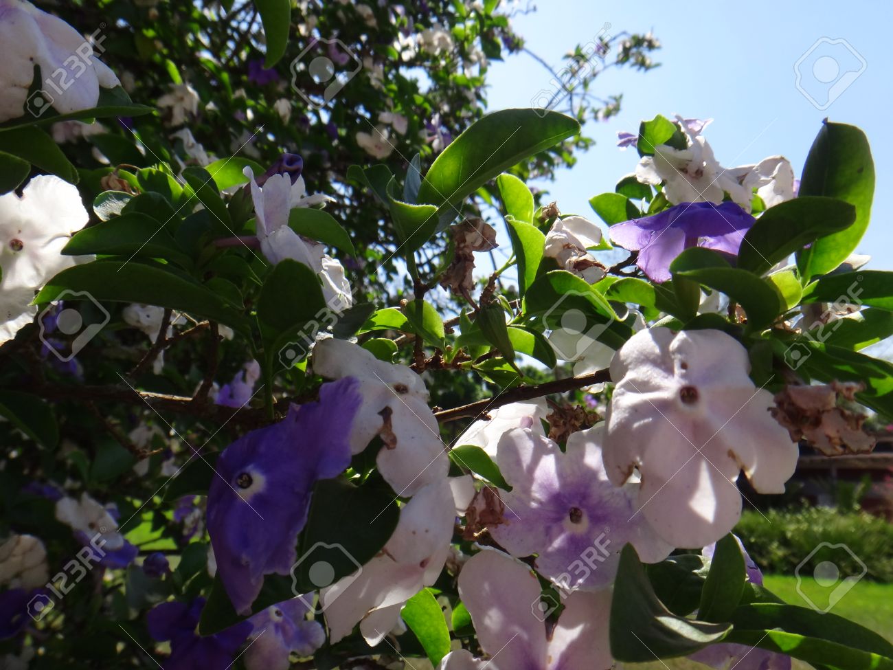 マナカの枝 水銀 ロミオとジュリエット 朝昼と夜 一日昼夜 昨日今日と明日 高貴な紫色の Brunfelsia ツリー ベラ ユニオン 夜 クリスマス花の女性おやすみ パラグアイ ジャスミン 朝昼と夜またはキシュ の写真素材 画像素材 Image マナカの枝 水銀 ロミオとジュリエット 朝昼と夜 一日昼夜 昨日今日と明日 高貴な紫色の Brunfelsia ツリー ベラ ユニオン 夜 クリスマス花の女性おやすみ パラグアイ ジャスミン 朝昼と夜またはキシュ の写真素材 画像素材 Image