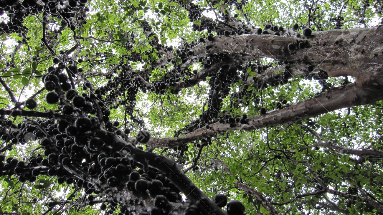 ブラジルのブドウの木 Jaboticaba Jabotica Jabuticabeira Guaperu Guapuru Hivapuru サバラまたは Yvapuru Jaboticaba 果樹癖があるこのトランクで直接果実を生産の印象的なツリー黒の果実は 食用の薄い しかしタフな皮膚を持っています の写真素材