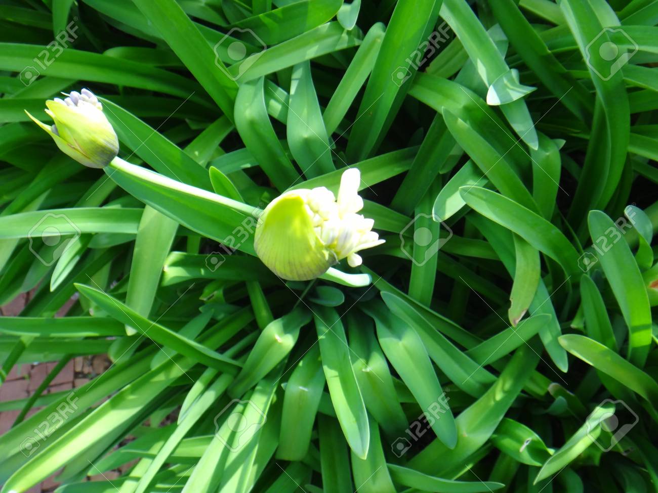 アガパンサス 一般的なアガパンサス アフリカ ユリ ユリのナイル川 岬ユリや愛花 アガパンサスが狭くストラップ形の葉 いくつかの種と直立茎の常緑の多年草の群生軸受漏斗状の青または白の花の繖形花序 の写真素材 画像素材 Image