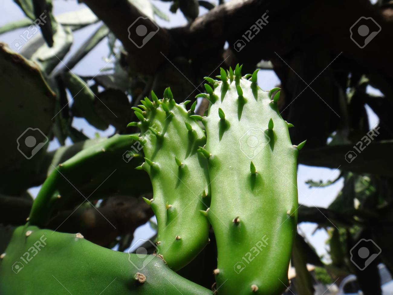 Cladode 滑らかなウチワ サボテンの茎またはパッド インド イチジク ウチワ サボテン インドのイチジク バーバリ イチジク サボテン 梨 ひ弱なサボテン ウチワ ミッション サボテン ウチワ サボテンの使命 滑らかな山梨 甘いウチワ 塊根ウチワまたはマグロ