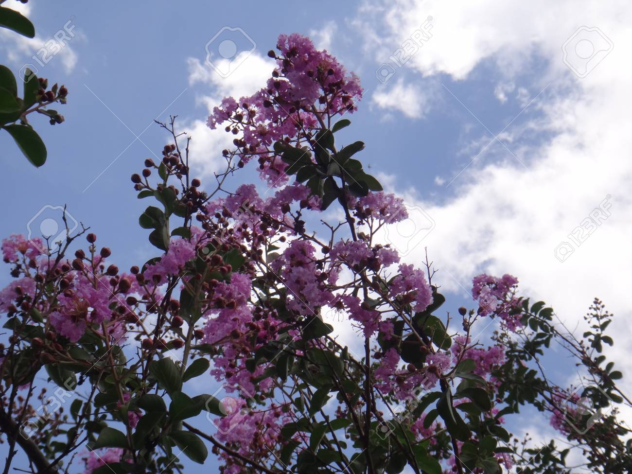 Myrtle De Crepe Linda Rainha Flores Com Ceu Azul E Blured Cloud Murta Crepe Crepe Myrtle Flor De Crepe Murta De Crape Comum Chines Murta Murta Bungor Crepe De Rainha Myrtle