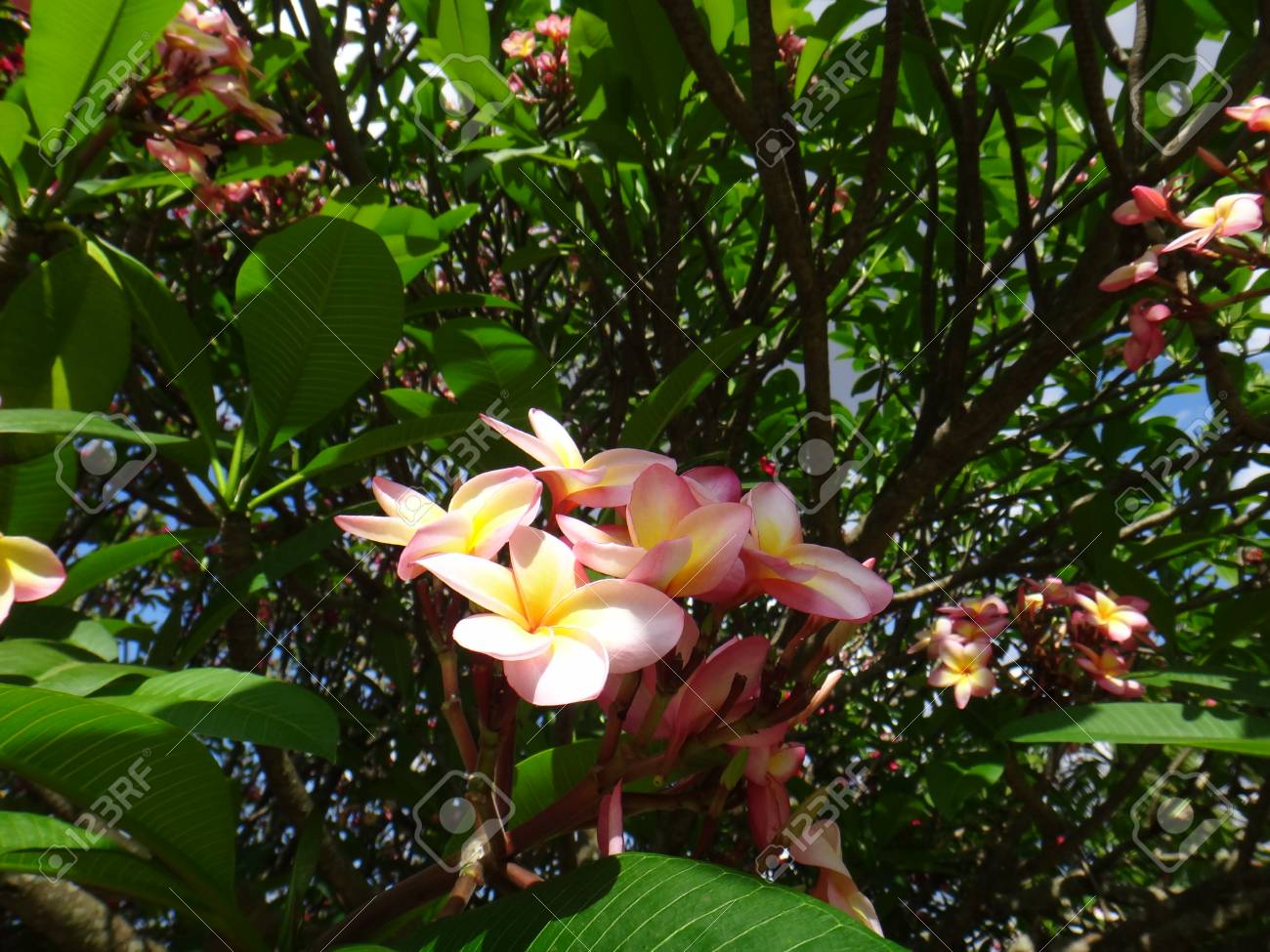 Plumeria Rubra Cette Plante Est Un Arbre Ou Un Arbuste Tropical Américain Avec Des Grappes De Fleurs Odorantes Blanches Roses Ou Jaunes