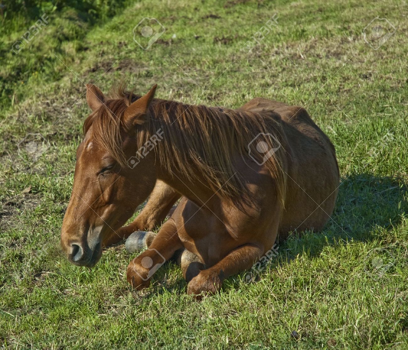 etiam-dictum-ipsum-a-felis