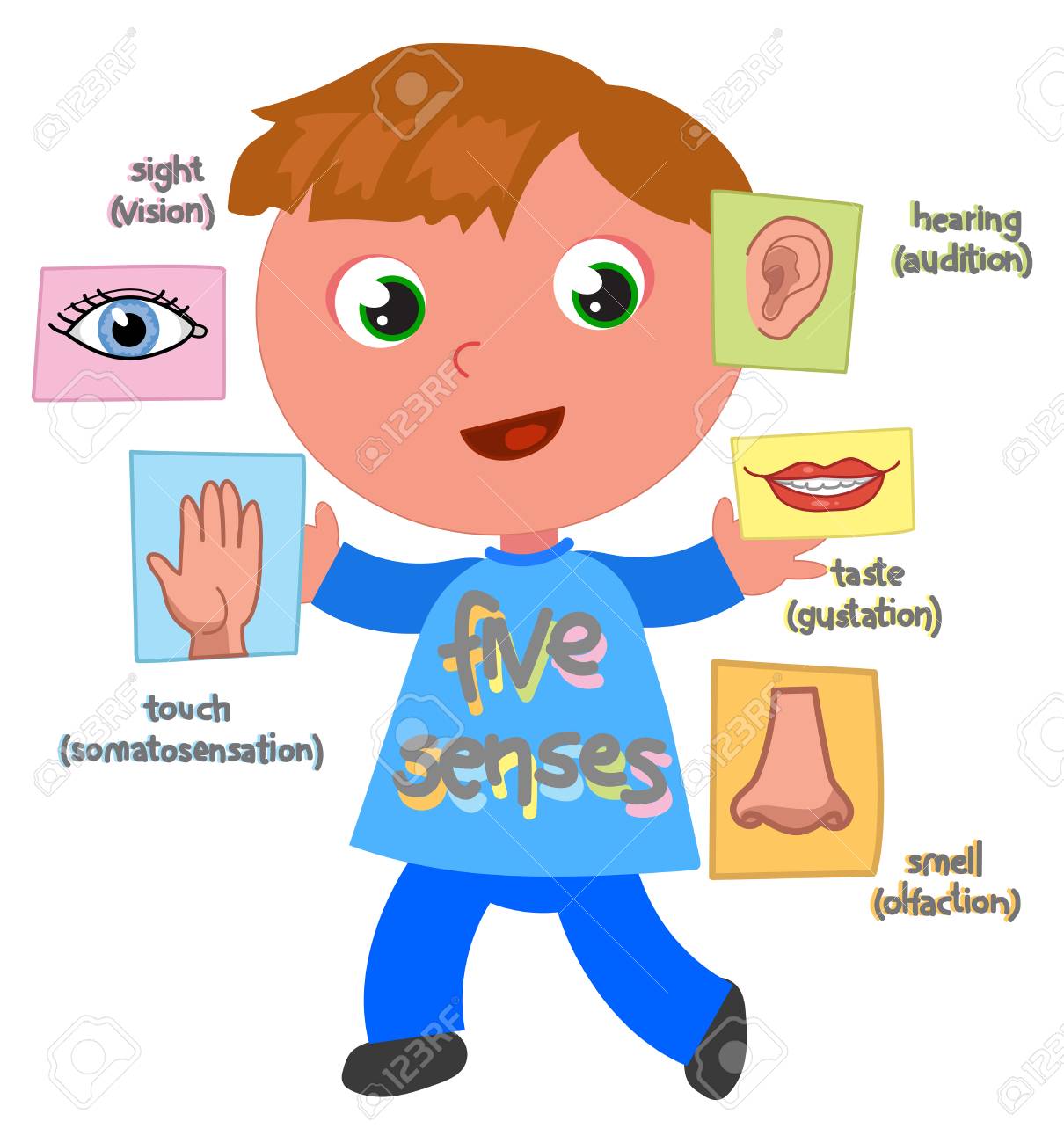 5つの感覚を示す少年 視覚 聴覚 タッチ 味 匂い ベクトルイラスト のイラスト素材 ベクタ Image 5つの感覚を示す少年 視覚 聴覚 タッチ 味 匂い ベクトルイラスト のイラスト素材 ベクタ Image
