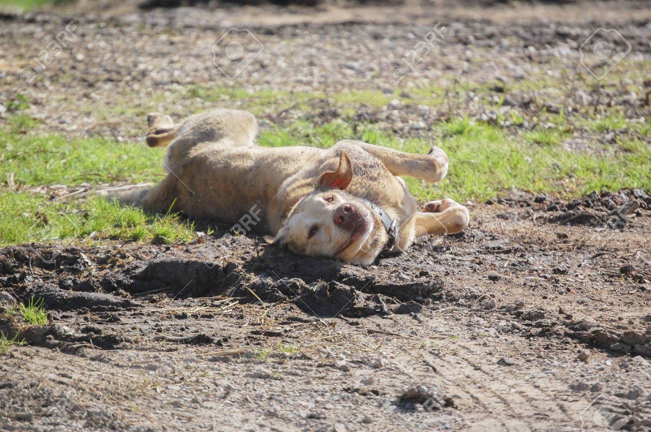 почему собака валяется. собака валяется. веселая собака. собака лежит. почему собака валяется.