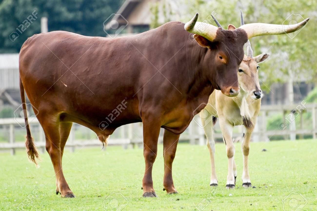 フレンドリーのアンコーレ王国牛とエランド の写真素材 画像素材 Image