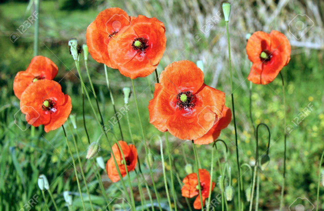 Papaver Rhoeas Is A Species Of Flowering Plant In The Poppy Stock Photo Picture And Royalty Free Image Image 19082320