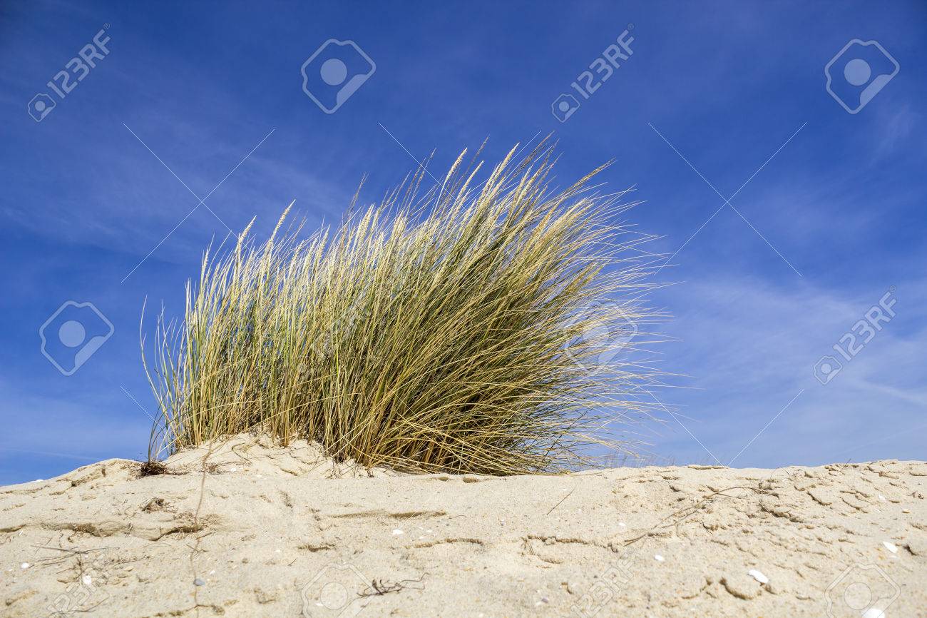 小国型共通名ヨーロッパ Marram の草とヨーロッパの Beachgrass で知られる草の種 ヨーロッパ ビーチの砂丘の砂になる北アフリカの海岸線へのネイティブです の写真素材 画像素材 Image